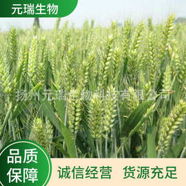直供植物提取液 元瑞小麦提取液 洗化用萃取液提取物厂家