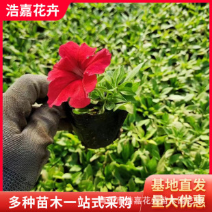 ���ݻ������l�_������ţ �r��ݻ����l �����@�־G�����ܠ�ţ��