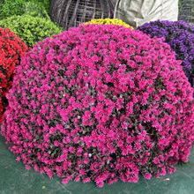 GֲwړbƷ GֲGֲҲݲb m