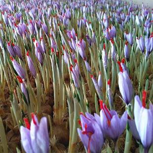 Medicinal Saffron Bulb Seedling Potted Bulb Flower Saffron Saffron Winter Edible Cold-Resistant Potted Plant