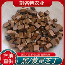 灵芝中药材灵芝丁江西黑紫丁提取泡酒药厂采购保健中老年泡酒专用