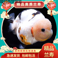 �����ʡ����ٽ��㵭ˮ����������ִ�̩ʨС����������