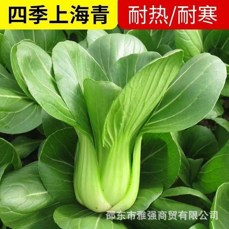 原装上海青种子盆栽阳台易种小青菜油菜快菜种子四季播种蔬菜种籽