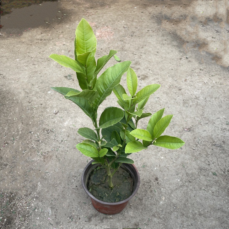 Perfume, árbol joven en maceta de limón con flores, flores comestibles con sabor a Luzhou, balcón, patio, pilas antiguas, resultados de la plantación