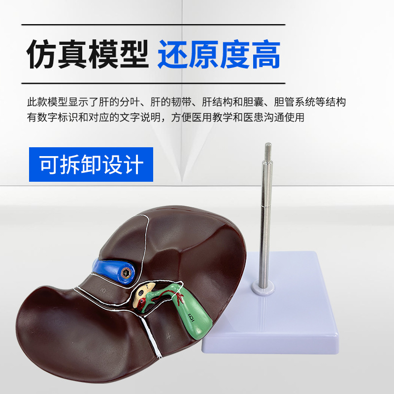 ��ѧ����������ģ�͸���Ѫ��Ҷ�ε��ҵ��ܹ���ҽѧ��������ģ��