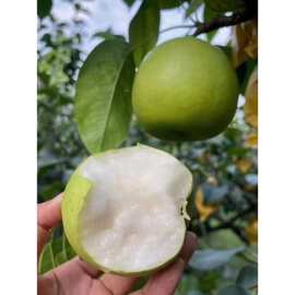 砀山皇冠梨翠冠梨现摘新鲜梨子孕妇水果不抹药不催熟自己果园