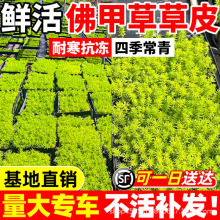 佛甲草草皮黄金万年草苗地被植物室内外庭院盆栽四季常青好养绿植