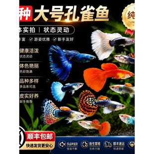 ��ȸ�~�^�p�~С���~�Ꭷ���ֺ��B�ͻˮ�ɷ�ֳ�~���Pβ���~���R