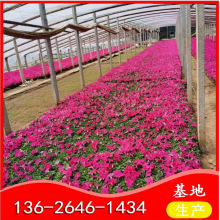 量大批发优良番薯花 颜色鲜艳 种类多 矮牵牛花批发