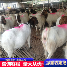 波尔山羊价格 养殖利润 河南波尔山羊养殖场 出售大白羊