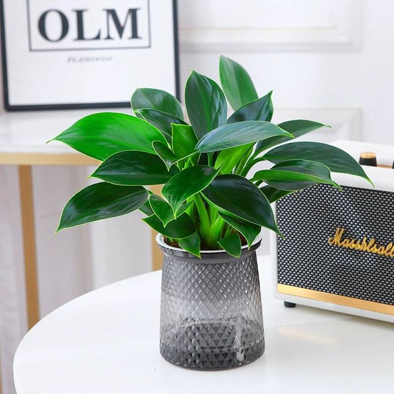 3 골드 다이아몬드 25-30cm 폭발 신제품 + 스타 분지 + 영양 용액