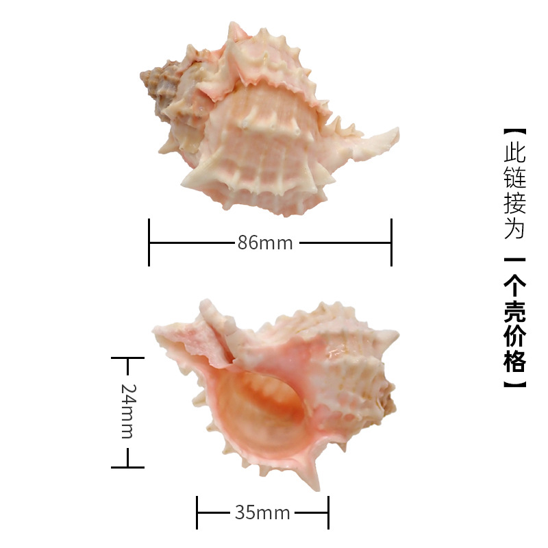 4-5cm 크기의 게에 적합한 연한 파란색 x70 분홍색 입 달팽이