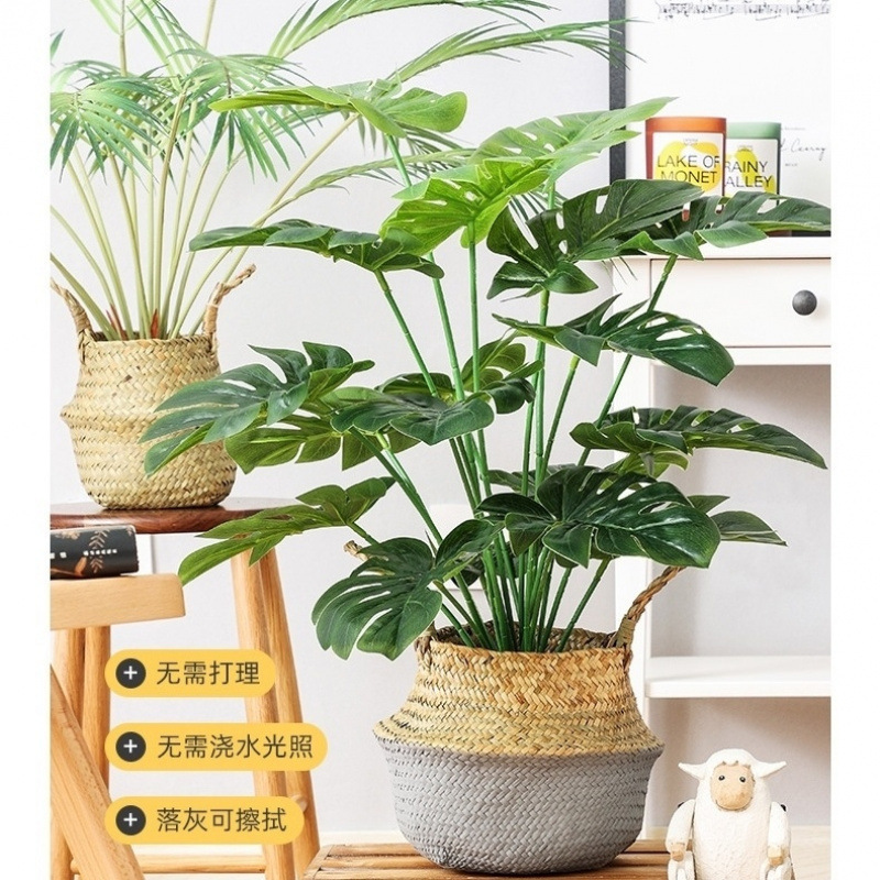 モンステラ 大型鉢植え 水耕栽培 大葉植物 古い杭 リビングルーム 大型緑の植物 花 オフィス オープンバックで富を引き寄せる|undefined