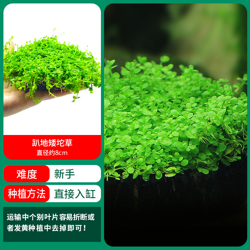 누워있는 짧은 진주덩어리 [얼리 어답터 가격]❤특별한 제안]