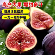 �o�������������Ե��Բ�����tƤ�ϱ����ļ��ͺ�ͥԺ�Nֲ������