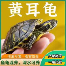 纯种黄耳龟苗深水龟外塘批发观赏乌龟活体宠物可混养一件代发包活