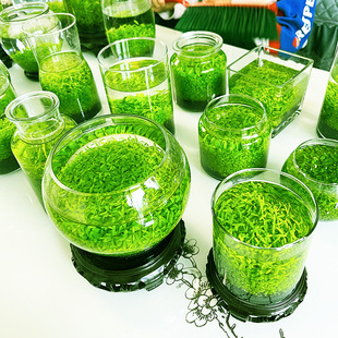 Aquatic Mud Ecological Bottle Hydroponic Plant Real Grass Living Room Aquarium Micro Landscape Desktop Decoration DIY Creative Glass Tank