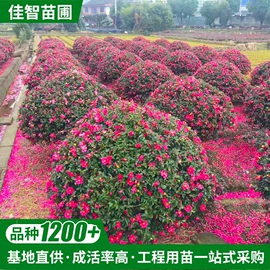 乔木;灌木;盆景