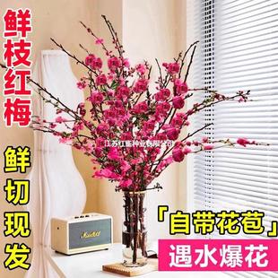 ����ˮ��t÷���һ����֦�������r���҃Ȼ���ѩ���������B�Gֲ��