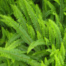 ؑcIާƷNϷG ؑcGļLGl