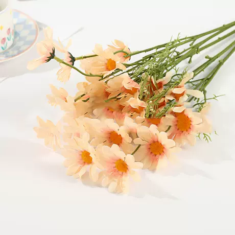 Champagne daisy
