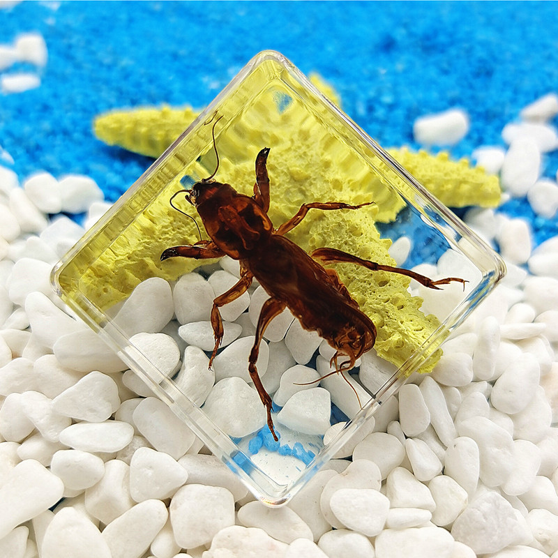 형광 녹색 귀뚜라미