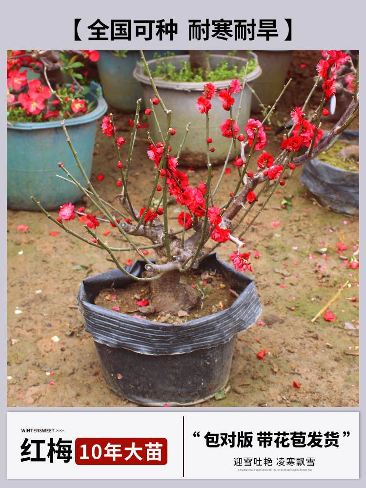 [향기홍매화] 10년근 모종 + 특수비료 (싹이 있는 원래 흙덩어리로 배송, 3개 심기 (개화기 동안 개화)
