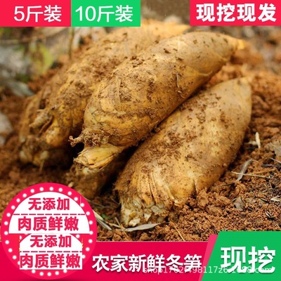 江西省现挖现发冬笋现挖冬笋新鲜黄泥竹笋特产野菜5斤 10斤装