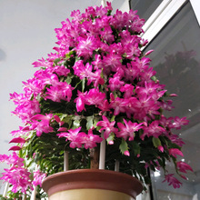 �޽�зצ�m����Ʒ�N����������ֲ���ļ��_����ɫ�����зץɏ