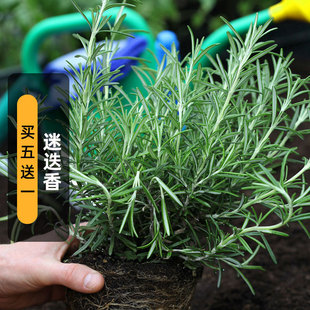 ԵNӺ֮¶ʳֲNѶļôﲥ