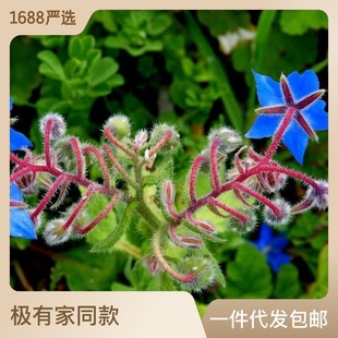 ɢ�b�����ķN�� ��Դֲ�� �߲˟��˼�������ϵ��{ζ�N�����l
