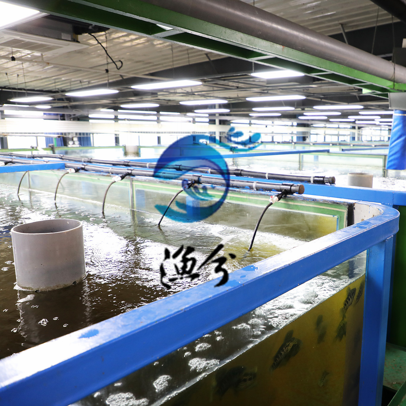 500㎡养虾设备、罗氏沼虾循环水养殖，室内高密度养虾系统