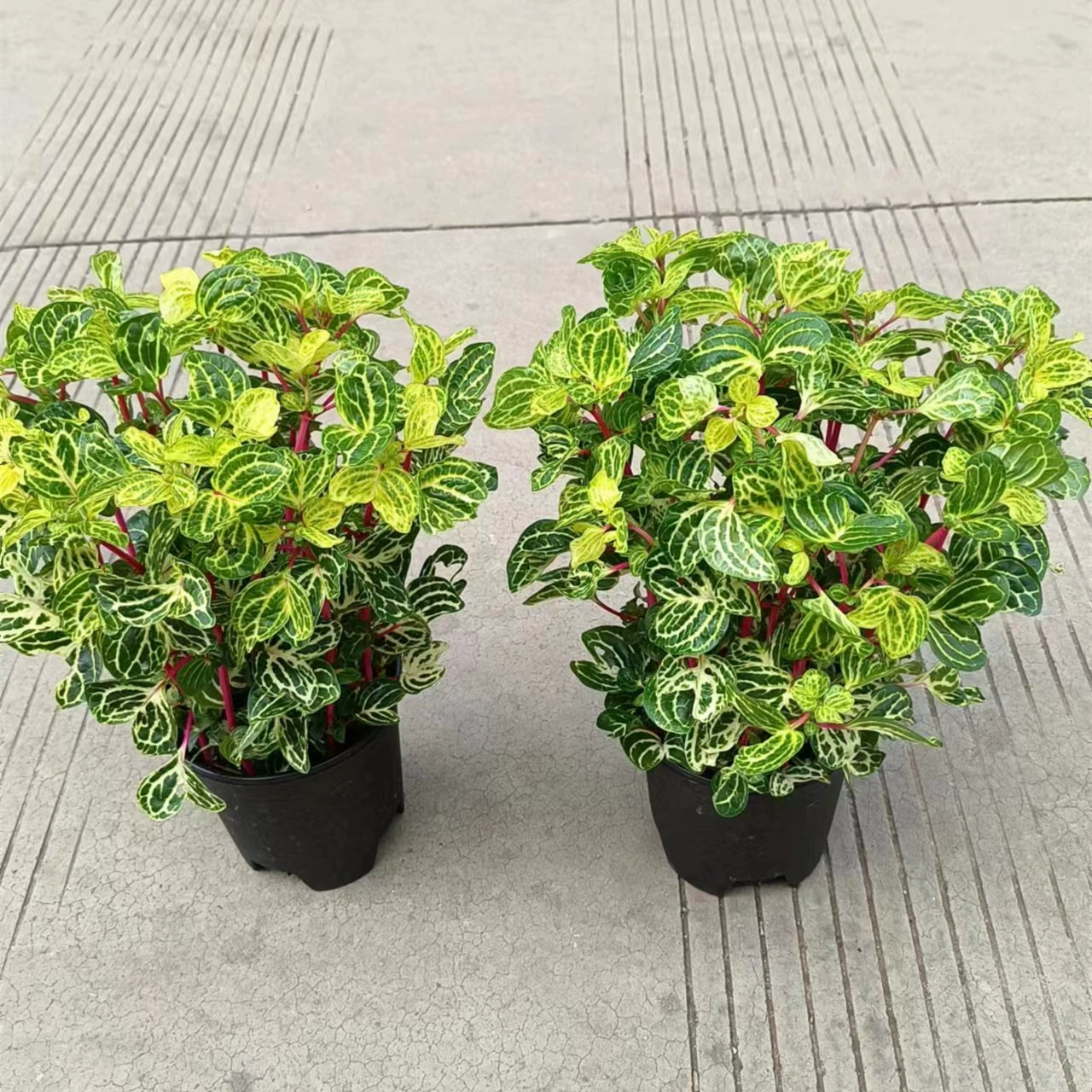 Один галлон парчового листа кровь амарант Горшечное растение просмотр лист деньги цветочное растение Крытая гостиная Рабочий стол балкон зеленое растение амарант крови