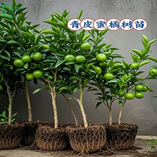 ƷN۽ۘ۽ۼӘشϷNֲ