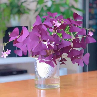 紫叶酢浆草种球幸运草多年生盆栽紫蝴蝶花卉紫色醡浆草炸酱草种子