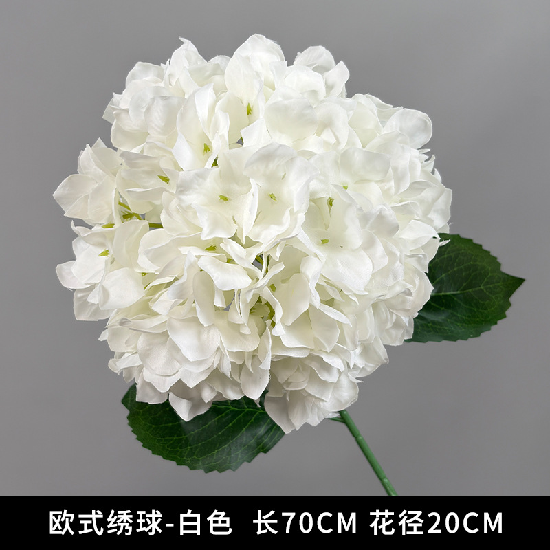 European hydrangea-white