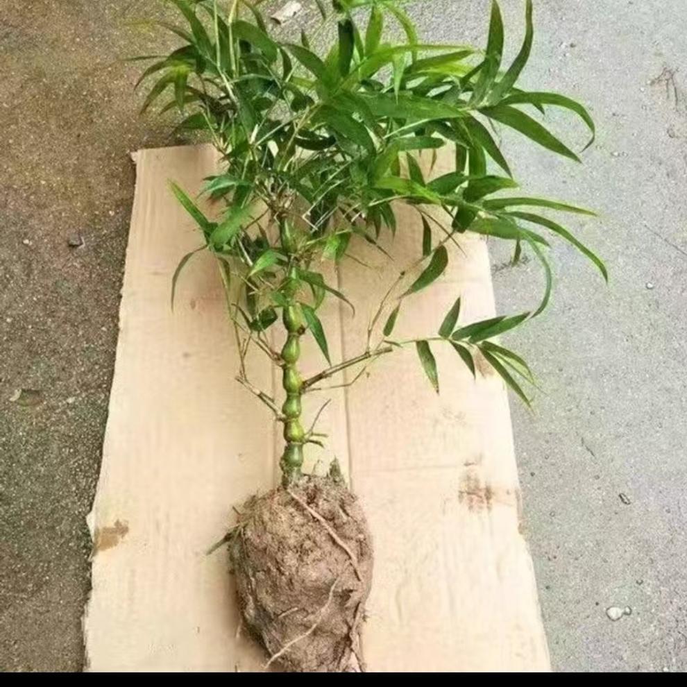 dd8eb9fa-bdb8-4bf8-be9e-d1eec966f691.jpe