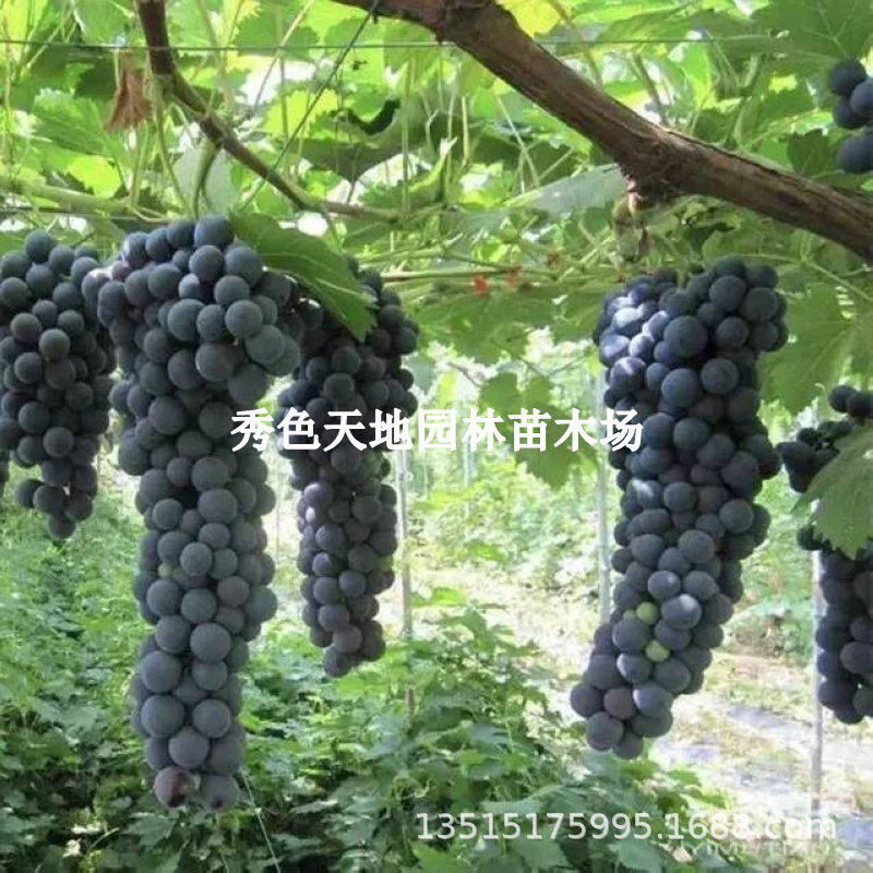 新品种葡萄树苗嫁接黑美人葡萄苗庭院爬藤无籽黑提果苗南方北方盆