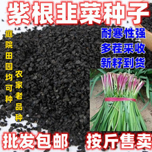 紫根韭菜种子批发按斤宽叶韭菜籽蔬菜种子四季庭院阳台种植韭菜籽