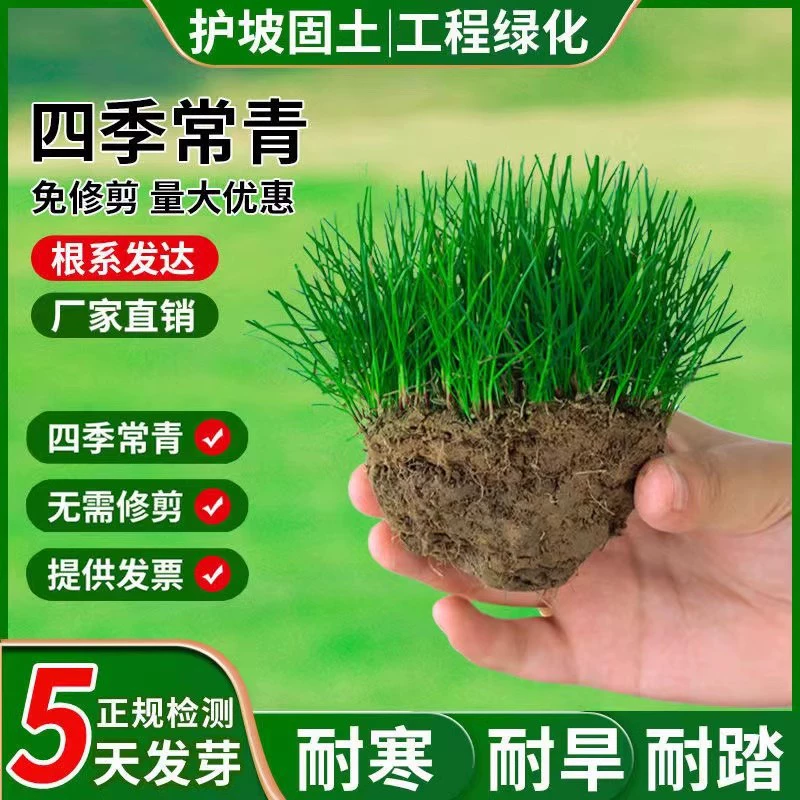 Семена гороха Луговой семена газона Four Seasons вечнозеленый с низкой устойчивостью к засухе защита склонов морозостойкий пакет прорастание