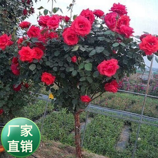 �ߗU�¼�����G���䘶�Ϙ�õ���¼��������Ի��䘶�¼��������¼�