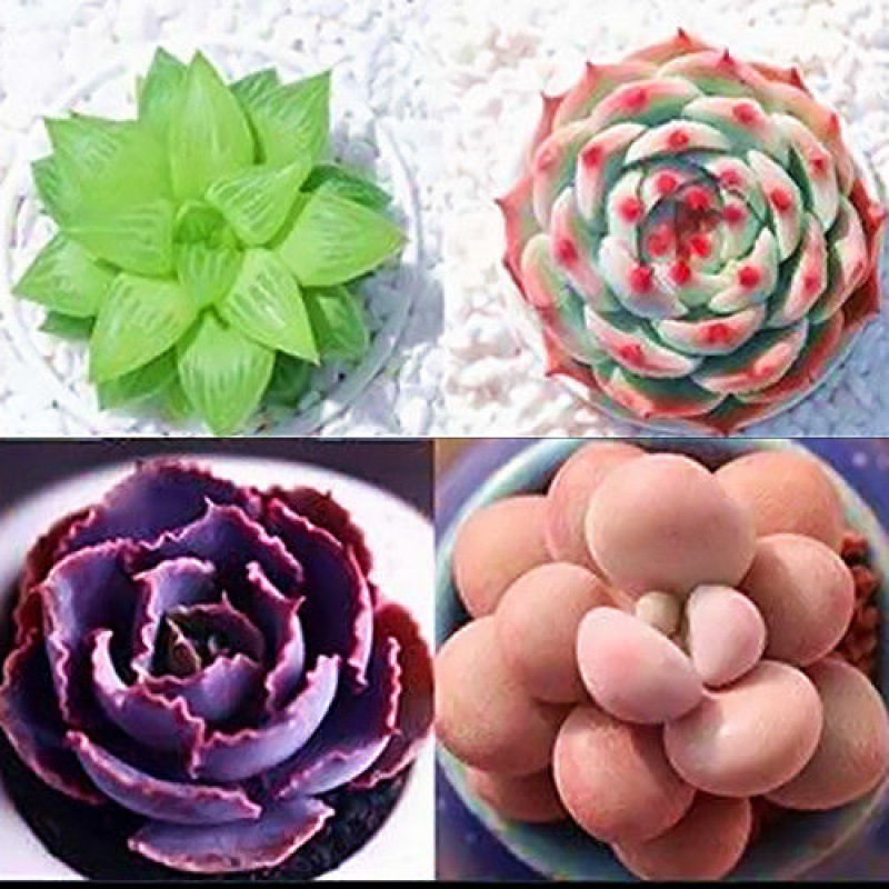 크리스탈 비스트 치와와 선셋 복숭아 알은 냄비가 필요합니다. 주문 시 냄비가 포함되어 있습니다.