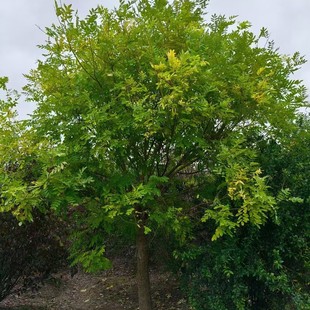 ������֦�� �S�� �S�� ���� ��֦���� �нӾG������