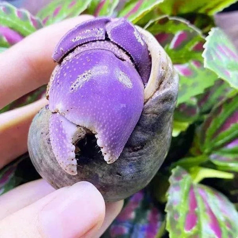 Детские ленивые питомцы Land hermit crabs — наземные ручные крабы, живые пресноводные ягоды, короткий хвост, серо-белые тёмно-фиолетовые декоративные крабы