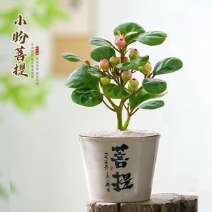 Little Bodhi Tree Potted Plant with Fruits Chinese Zen Bonsai Office Desktop Green Plant Decoration Creative Easy to Maintain