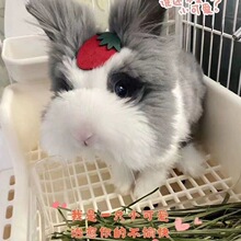 С���ӾW�t؈؈���û��w�Lë����С�����ӵ��wĘ���挙����