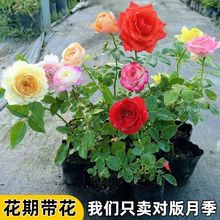 ���Ŀ��b���¼�С���ľ�̨���Դ󻨝������ļ��_��ͥԺ���ٚW��