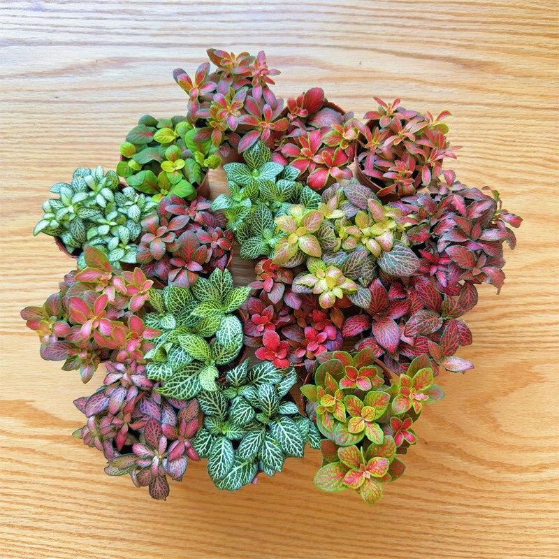 Moss Micro-Landscape Plant Mesh Grass Succulent Micro-Landscape Activity Plant Countertop Potted Mini Green Plant Wholesale