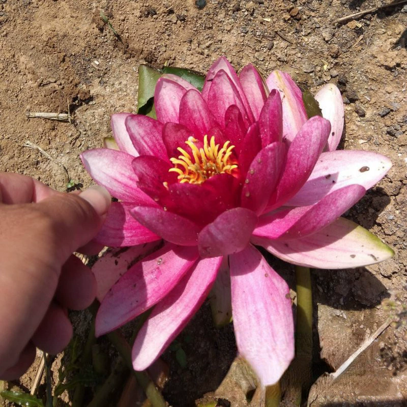 Сафлоровая водяная Лилия происхождения оптовая цена питомника построенные водно-болотные водные растения