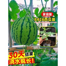 8424西瓜苗秧盆栽麒麟大西瓜种籽南方嫁接无籽西瓜水果蔬菜苗秧苗